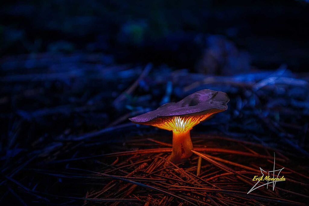 Night Mushroom