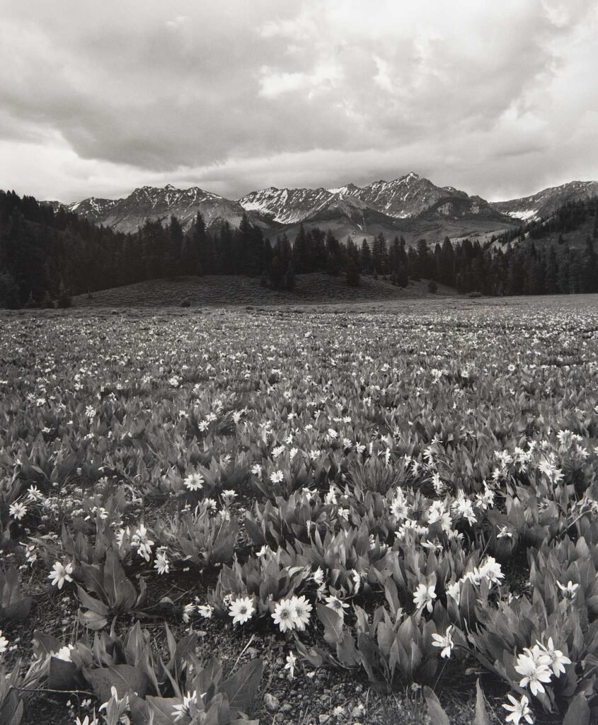 Mules Ears and the Boulders