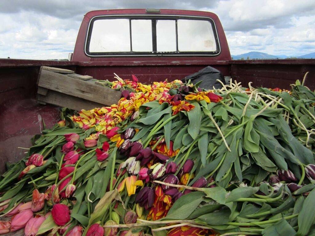 Tulip Truck