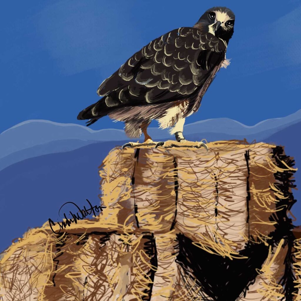 Swainson’s Hawk