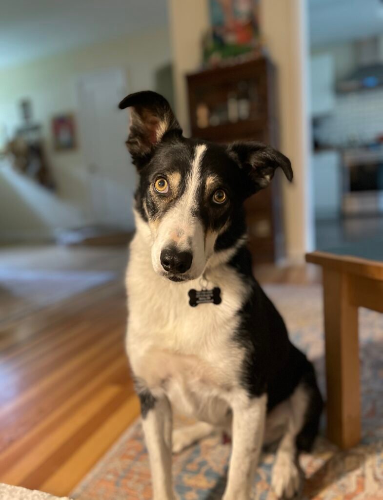 Diego Rey, Studio Muse